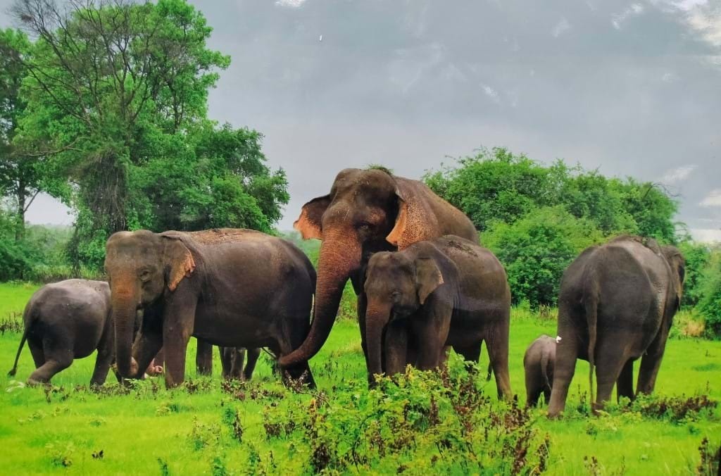 Mơ thấy voi đánh số gì giúp đề thủ trúng thưởng về tay?