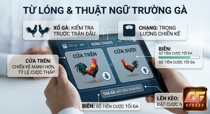 Minh họa thuật ngữ đá gà phổ biến và từ lóng trường gà phổ biến cho người mới tham gia cá cược, giải thích về xổ gà, chạng, cửa trên, cửa dưới và cách đặt cược