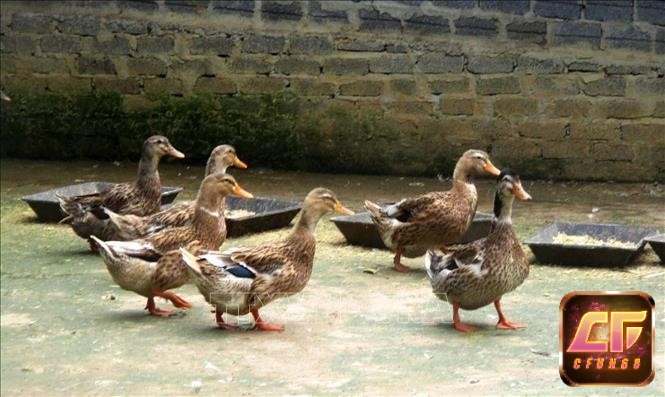 Mơ thấy vịt cỏ cho thấy cuộc sống của bạn đang ngày càng nhẹ nhàng hơn