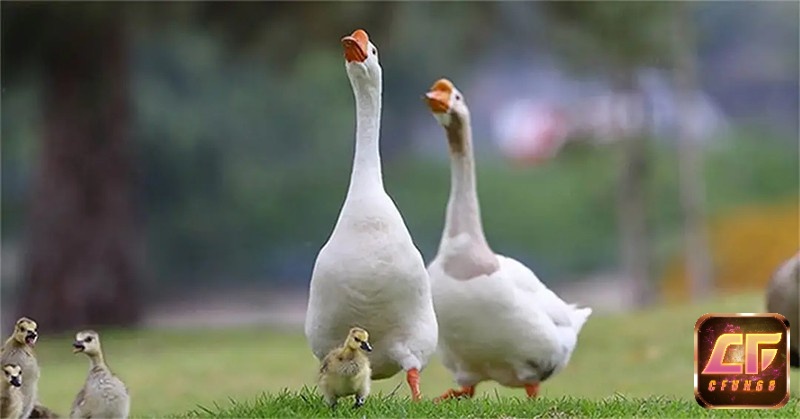 Giải mã giấc mơ thấy vịt ngỗng đánh số gì cùng các điềm báo liên quan