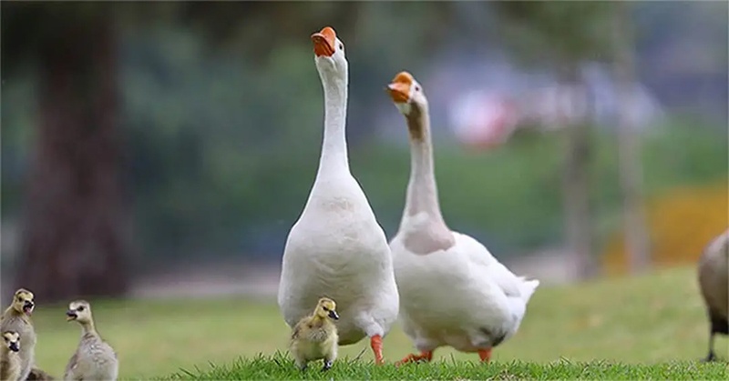 Mơ thấy vịt ngỗng đánh số gì? Điềm báo lành hay dữ?